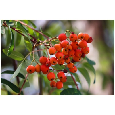 SORBUS AUCUPARIA