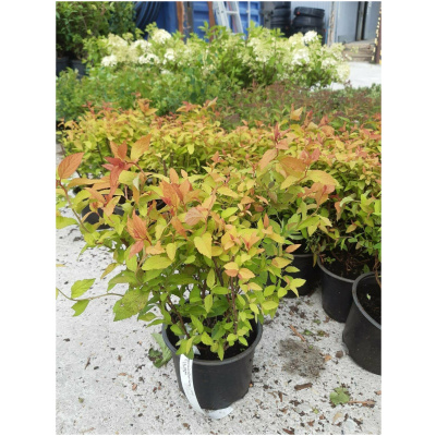 SPIRAEA JAPONICA ´GOLD FLAME´