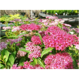 SPIRAEA JAPONICA ´LITTLE PRINCESS´