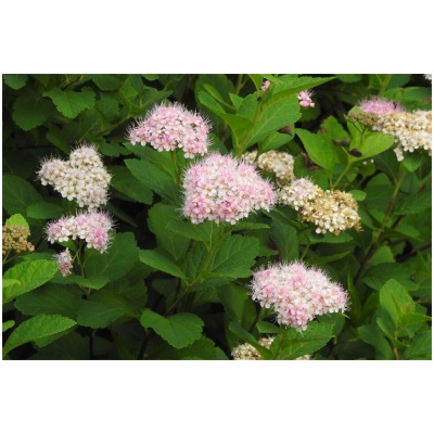 SPIRAEA JAPONICA ´GENPEI´