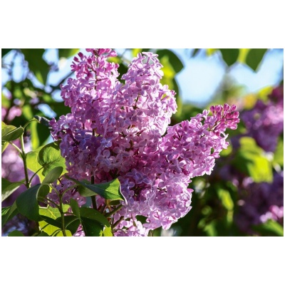 SYRINGA MEYERI ´PALIBIN´