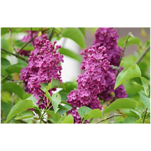 SYRINGA