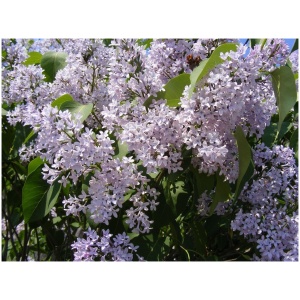 SYRINGA PATULA ‘ROYALTY‘