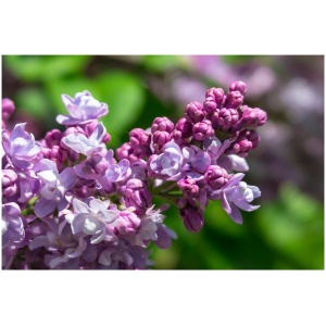 SYRINGA VULG. ´JAMES MACFARLANE´