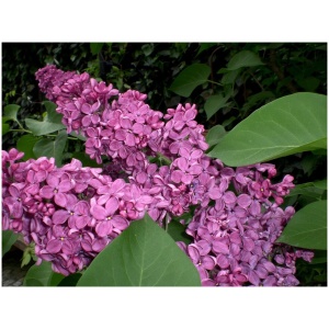 SYRINGA VULG. ´RED WINE´