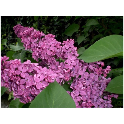 SYRINGA VULG. ´RED WINE´