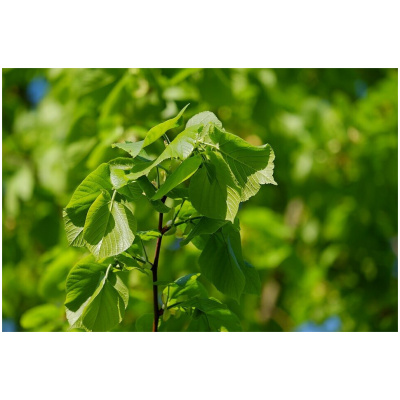 TILIA CORDATA