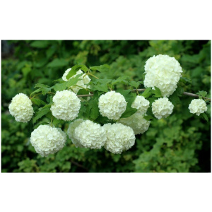 VIBURNUM OPULUS ´ROSEUM´