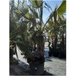 WASHINGTONIA ROBUSTA