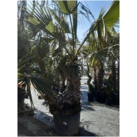 WASHINGTONIA ROBUSTA