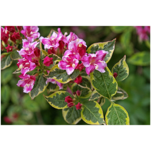 WEIGELA FLORIDA ´NANA VARIEGATA´