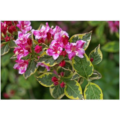 WEIGELA FLORIDA ´NANA VARIEGATA´